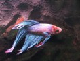 /album/fotogaleria/betta-splendens-2-jpg1/